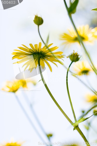Image of Summer Flowers