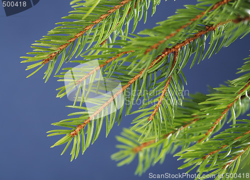 Image of Spruce