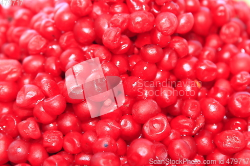 Image of harvest of red schizandra