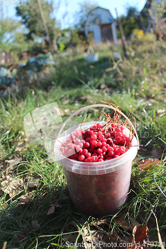 Image of red ripe schisandra in the bucket