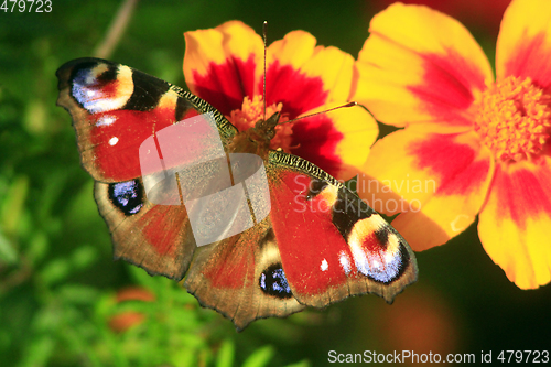 Image of butterfly of peacock eye on the marigolds