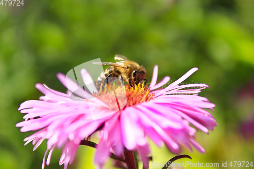 Image of bee sitting on the asters 