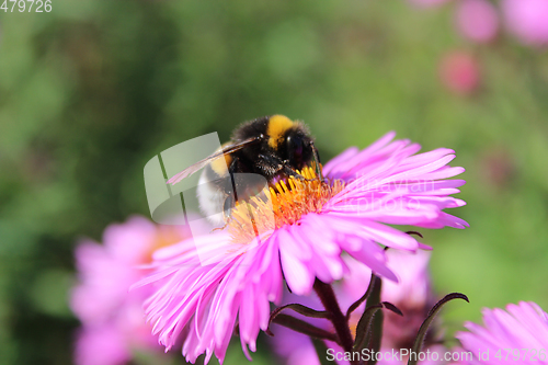 Image of bumblebee on the aster