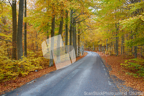 Image of Autumn forest. Forest with country road at sunset. Colorful land