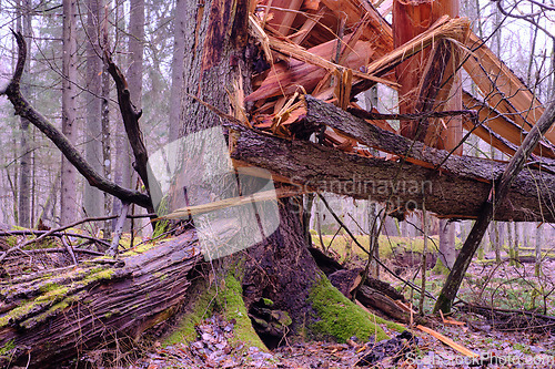 Image of Wind broken spruce in foreground