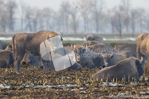 Image of European bison (Bison bonasus) herd