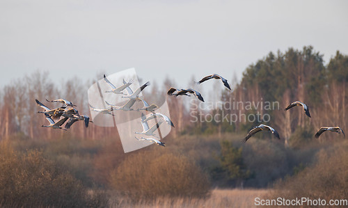 Image of Group of Cranes(Grus grus) in fly