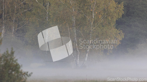 Image of Mist over forest meadow