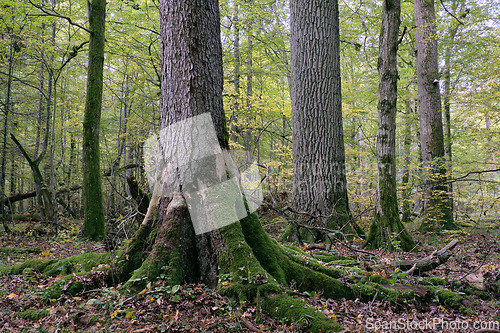 Image of Deciduous stand with hornbeams and oaks