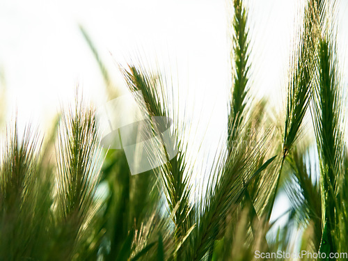 Image of Wheat drops, nature and plants with leaf and agriculture landscape in the countryside. Green, gardening and wind with farming, grain and harvest in a meadow in a bush in a field outdoor in spring