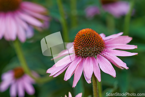 Image of Closeup, pink coneflowers and gardening in nature on bokeh, mockup space and green environment. Background of natural plants, floral and daisy ecology of flowers in spring, outdoor and sustainability