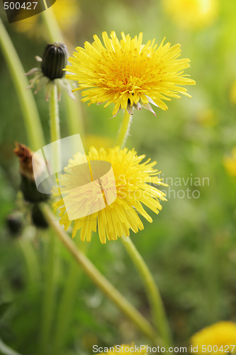 Image of Yellow dandelions