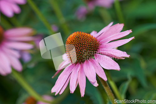 Image of Closeup, pink coneflowers and plants in nature, environment and blossom in green botanical ecosystem. Background, floral gardening and daisy ecology for natural sustainability in spring field outdoor