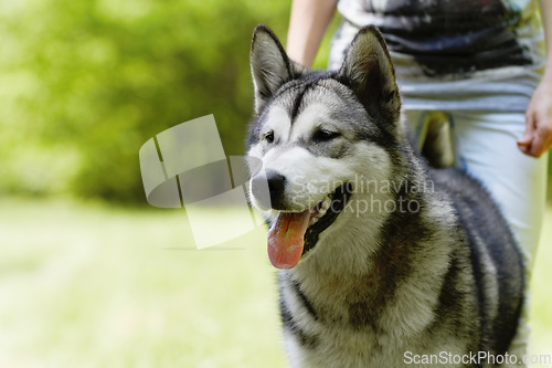 Image of Husky dog, person and playing in park for walking, training or bonding together in summer sunshine. Pet, puppy and owner in nature, backyard or garden with love, friends or care by blurred background