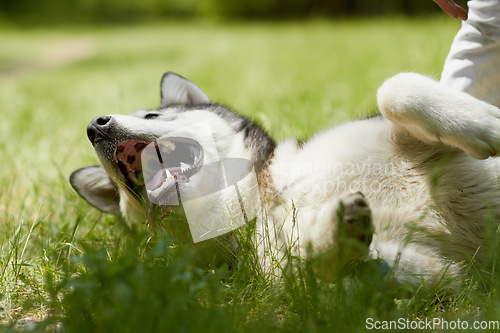 Image of Husky dog, grass and playing in park for walking, training and outdoor adventure in summer sunshine. Pet, puppy and freedom in nature, backyard or garden with rolling, relax and healthy on ground