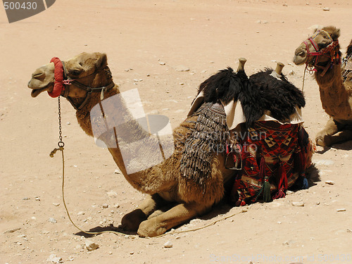 Image of Camel in desert