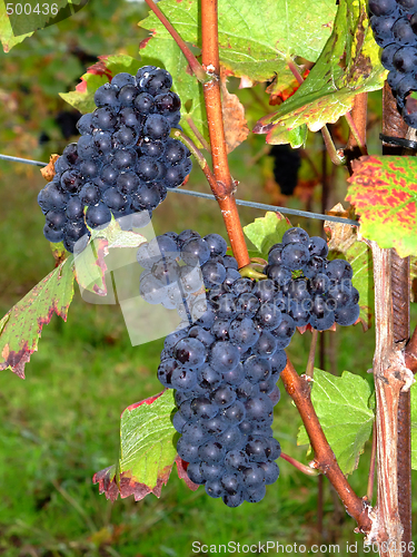 Image of french grapes Pinot noir in Alsace