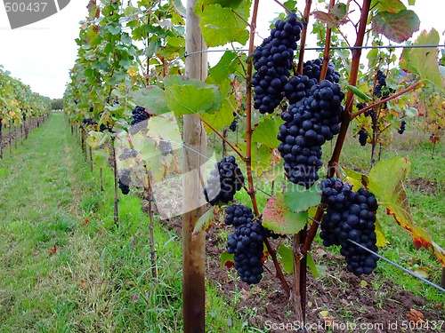 Image of grapes Pinot noir in Alsace