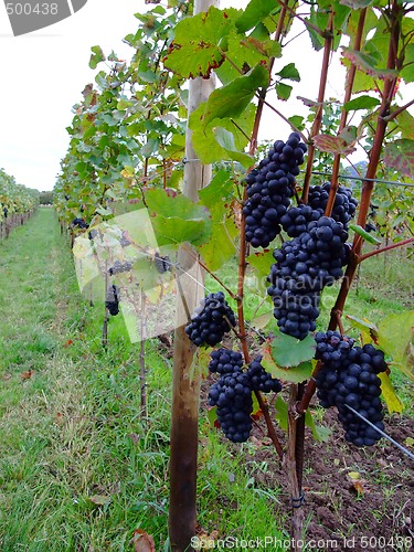 Image of french grapes Pinot noir in Alsace region