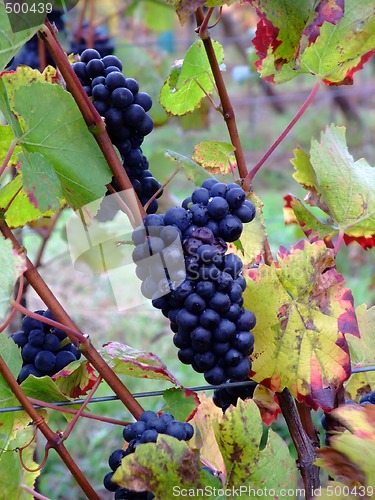 Image of details of french grapes Pinot noir in Alsace