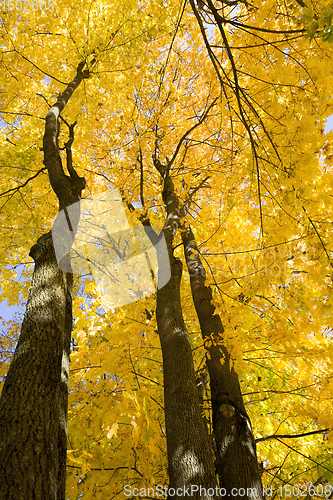 Image of beautiful tree crown