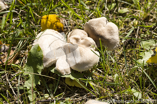 Image of wild dangerous mushrooms