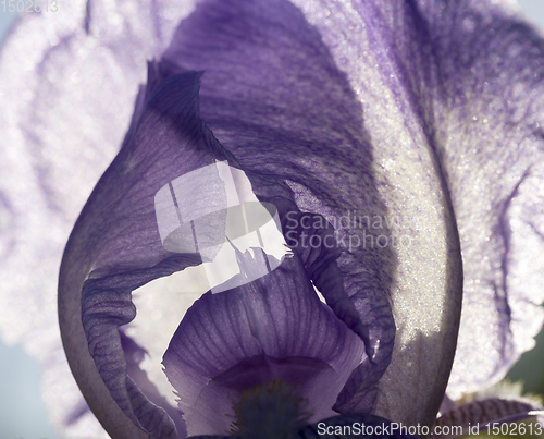 Image of the petals of the blue iris