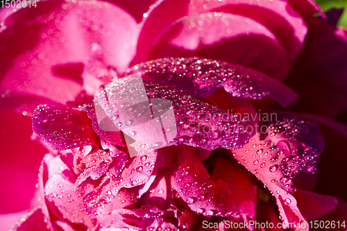 Image of the red petals of peony