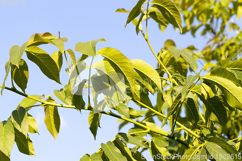 Image of plant growth