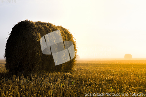 Image of beautiful sunrise in the agricultural field