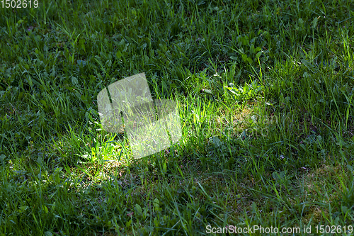 Image of sunlight on the grass