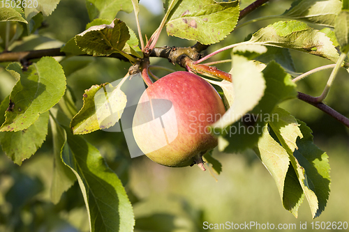 Image of apples on the branches