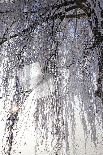 Image of birch branches