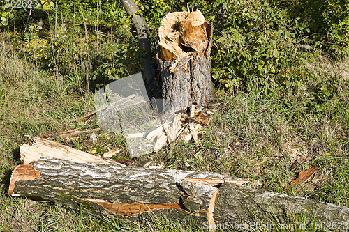 Image of broken tree trunk