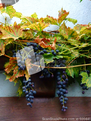 Image of french grapes on wall in Alsace