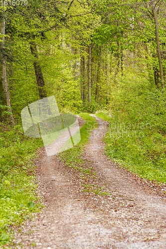 Image of sunny forest scenery