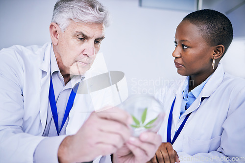 Image of Weed, petri dish and scientist people for research, growth analysis and cannabis medicine solution, advice and study. Training, science and medical mentor, woman or student for cbd test in laboratory