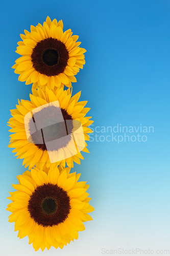 Image of Sunflower Flowers Symbol of Summer