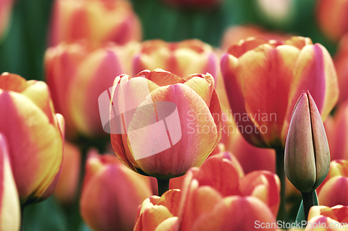 Image of beautiful tulips in bloom