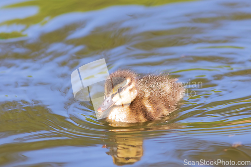 Image of cute mallard duckling on water