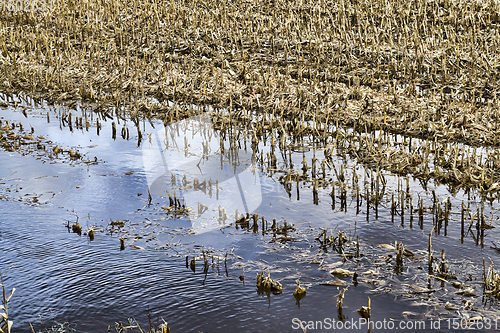 Image of corn, flooded field