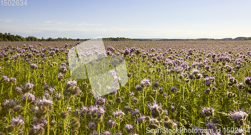 Image of flowers, meadow