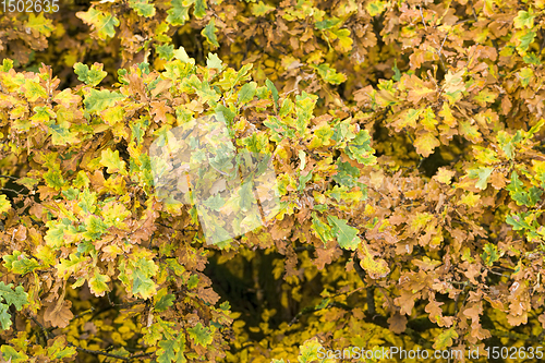 Image of abstract background of autumn foliage