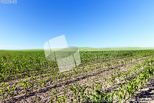 Image of An agricultural field with a crop