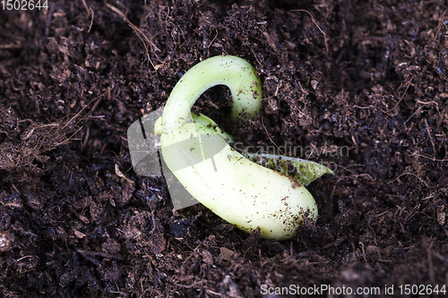 Image of green bean sprouts