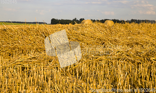 Image of stacks of wheat straw