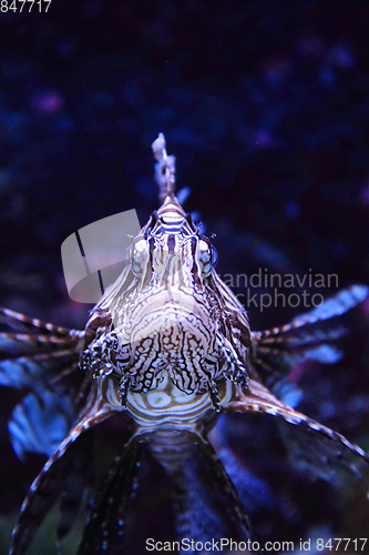 Image of lionfish in the sea water