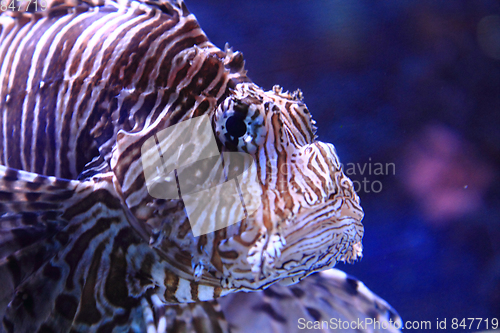 Image of lionfish in the sea water