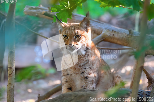 Image of Lynx Portrait during the autumn