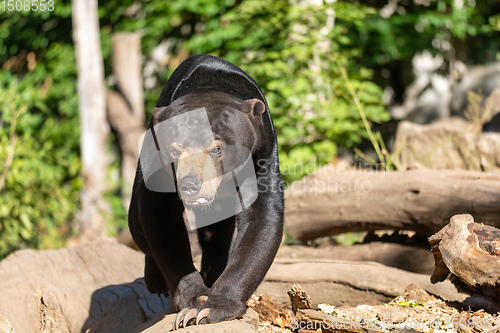 Image of Sun bear also known as a Malaysian bear